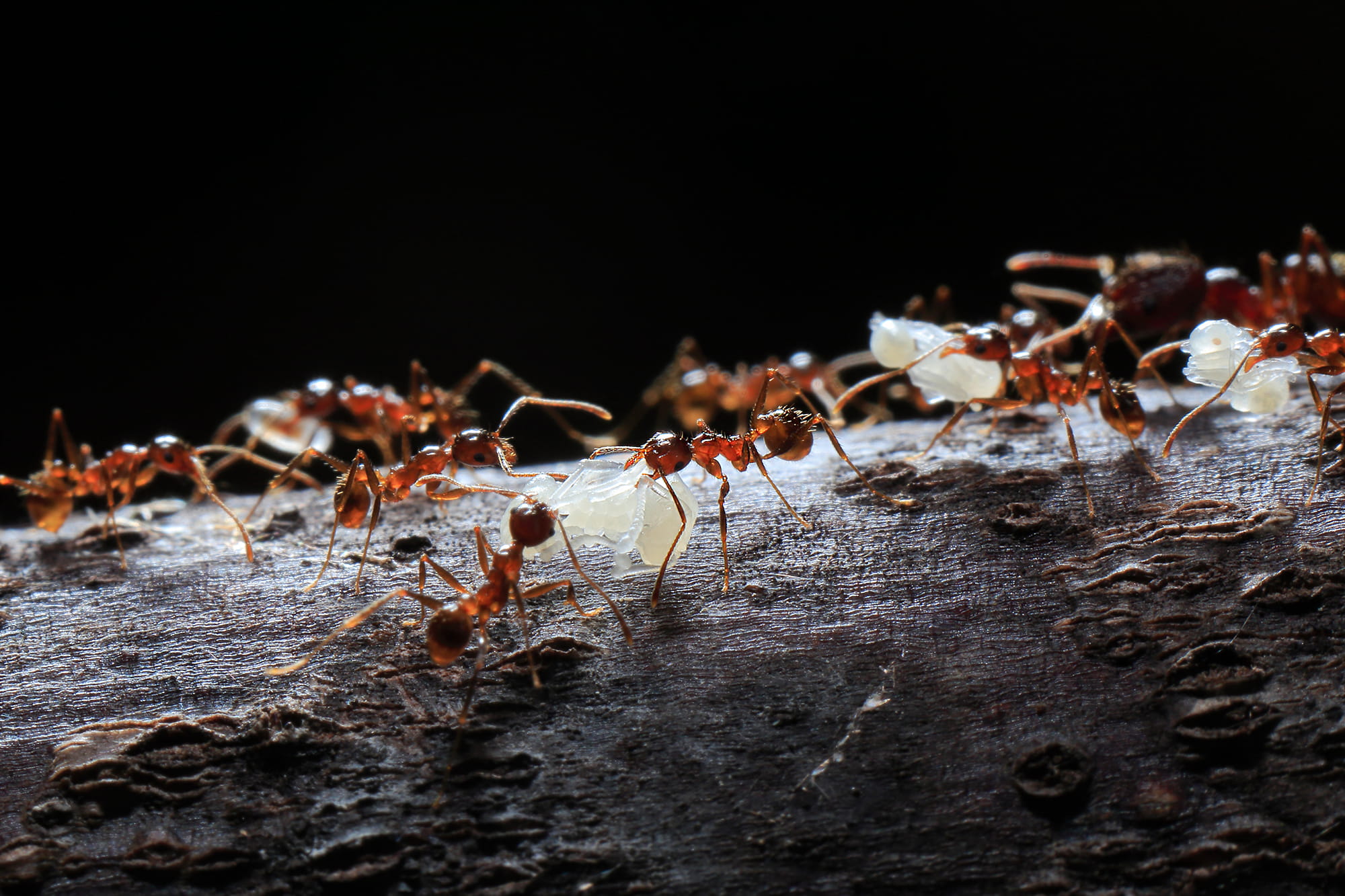 巣の引越しの際に、かいがいしくさなぎをくわえて運ぶオオズアリ © Masafumi_Kimura /amanaimages
