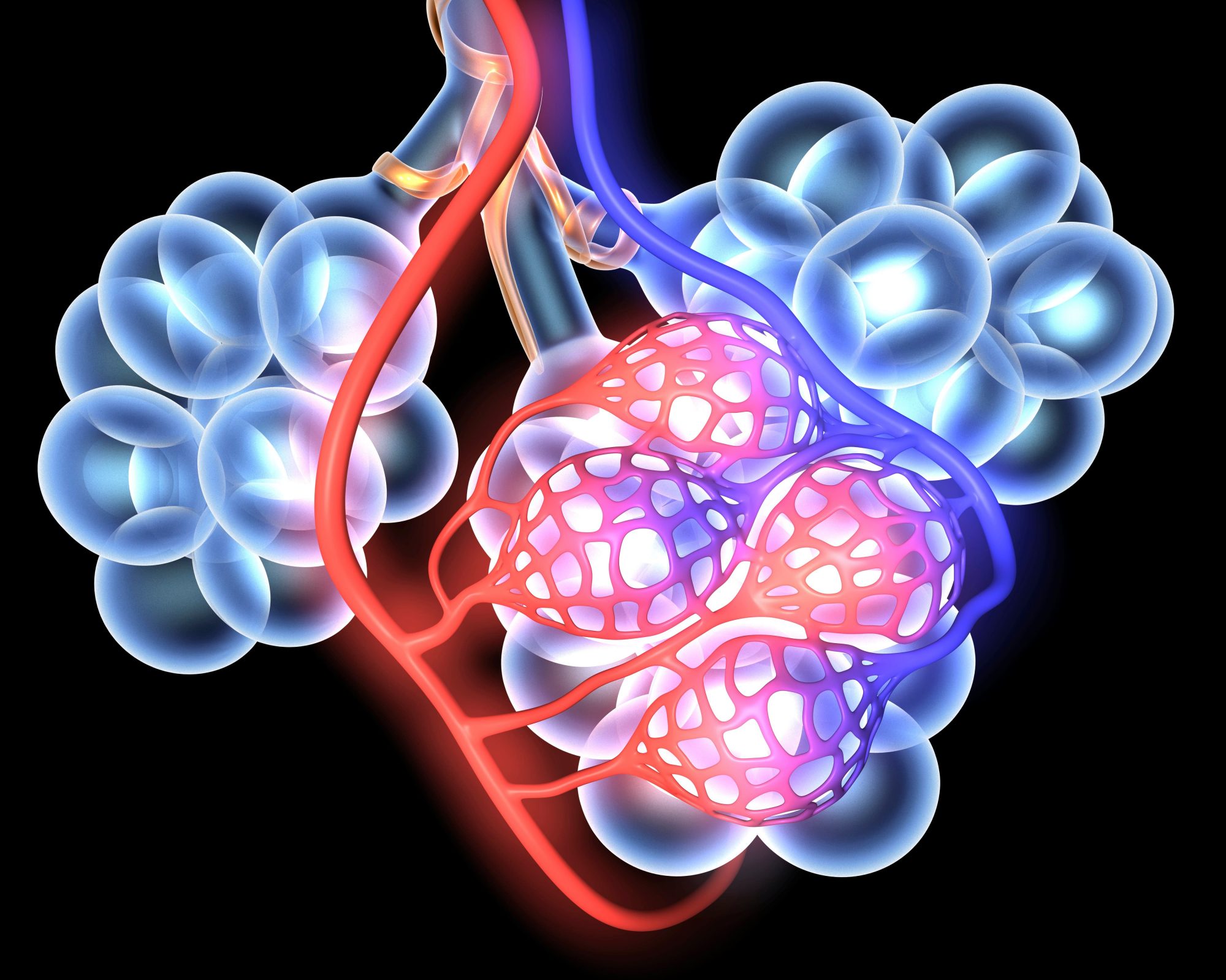 肺胞（イメージ）。成人男性の肺胞の総数は、およそ6億個。それぞれは直径0.1 mm〜0.2 mmで、すべて広げると60 ㎡〜70 ㎡、テニスコート約1面分の面積に達する ©︎ PASIEKA/SCIENCE PHOTO LIBRARY /amanaimages