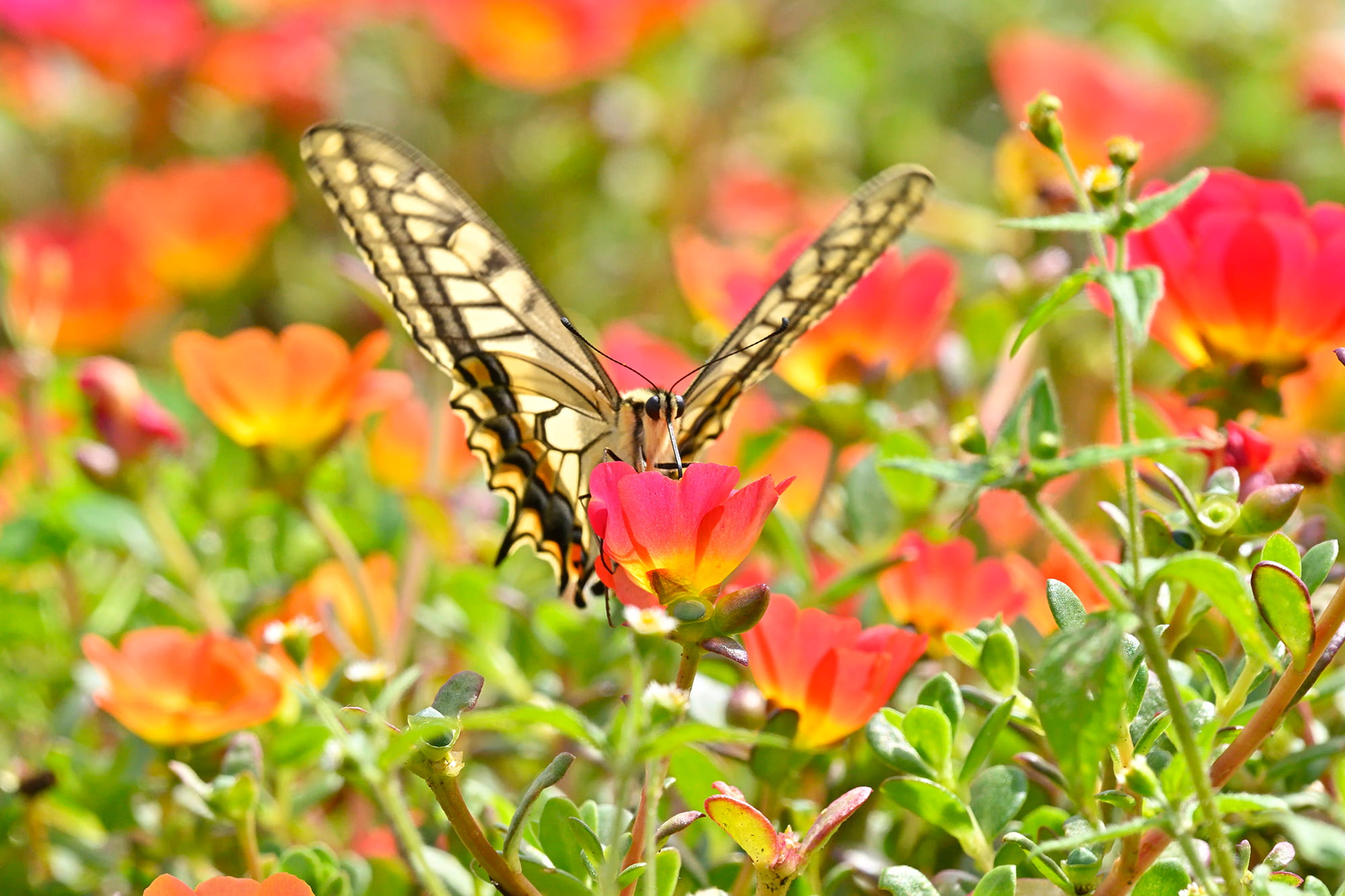 © arc_image_gallery /amanaimages