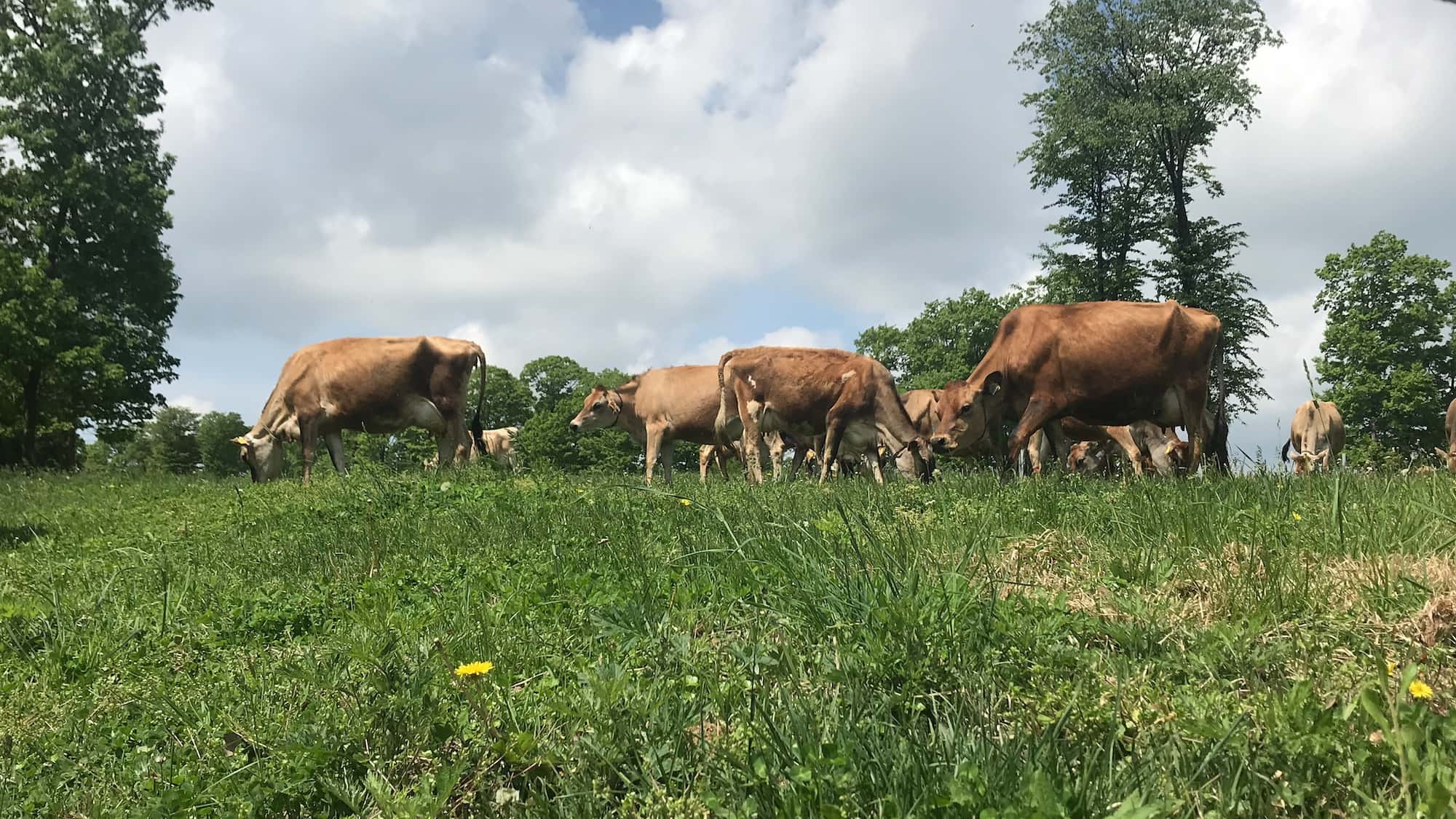 「星野リゾート　リゾナーレ那須」が位置する那須エリアにある「森林ノ牧場」では、日本では希少な乳牛のジャージー牛を飼育している （写真提供：森林ノ牧場）