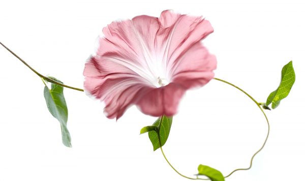 苦境を超える花咲く技術