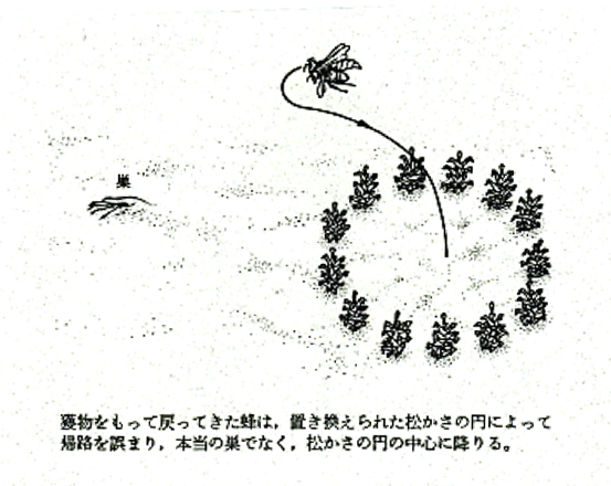 ティンバーゲンによる実験の図 『好奇心の旺盛なナチュラリスト』ニコラース・ティンベルヘン 著、安部直哉・斎藤隆史 訳（思索社）より引用