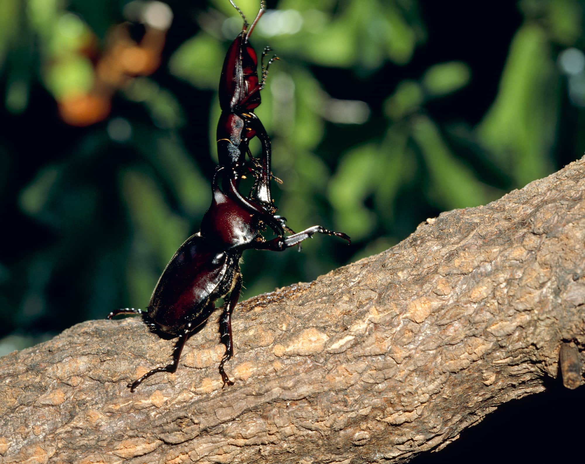 カブトムシとクワガタ どっちが強い プチペディア で迫る 昆虫 植物 動物のヒミツ アマナとひらく 自然 科学 のトビラ Nature Science