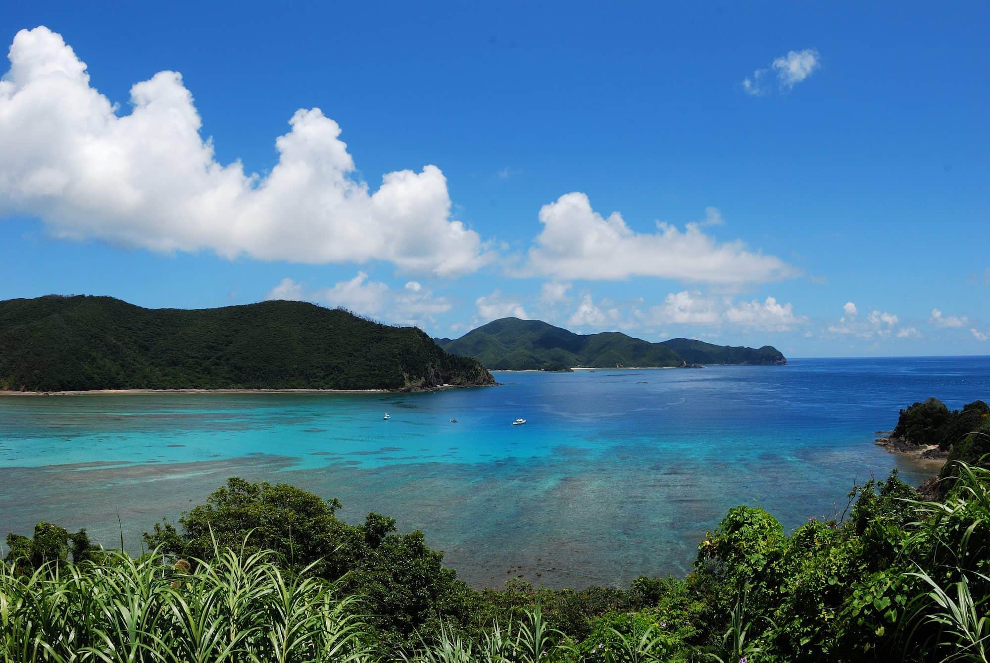 奄美大島南部の風景。年間を通じて暖かな気候で海にはサンゴ礁が広がる。アマミホシゾラフグは嘉鉄（かてつ）湾沖合で発見された © okata yoji/nature pro. /amanaimages