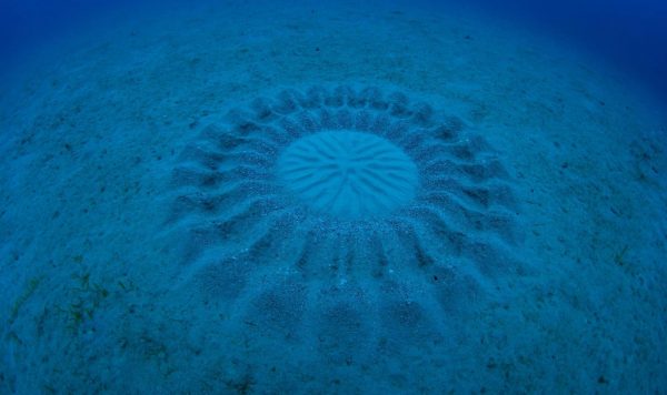 アマミホシゾラフグが描く不思議なサークル