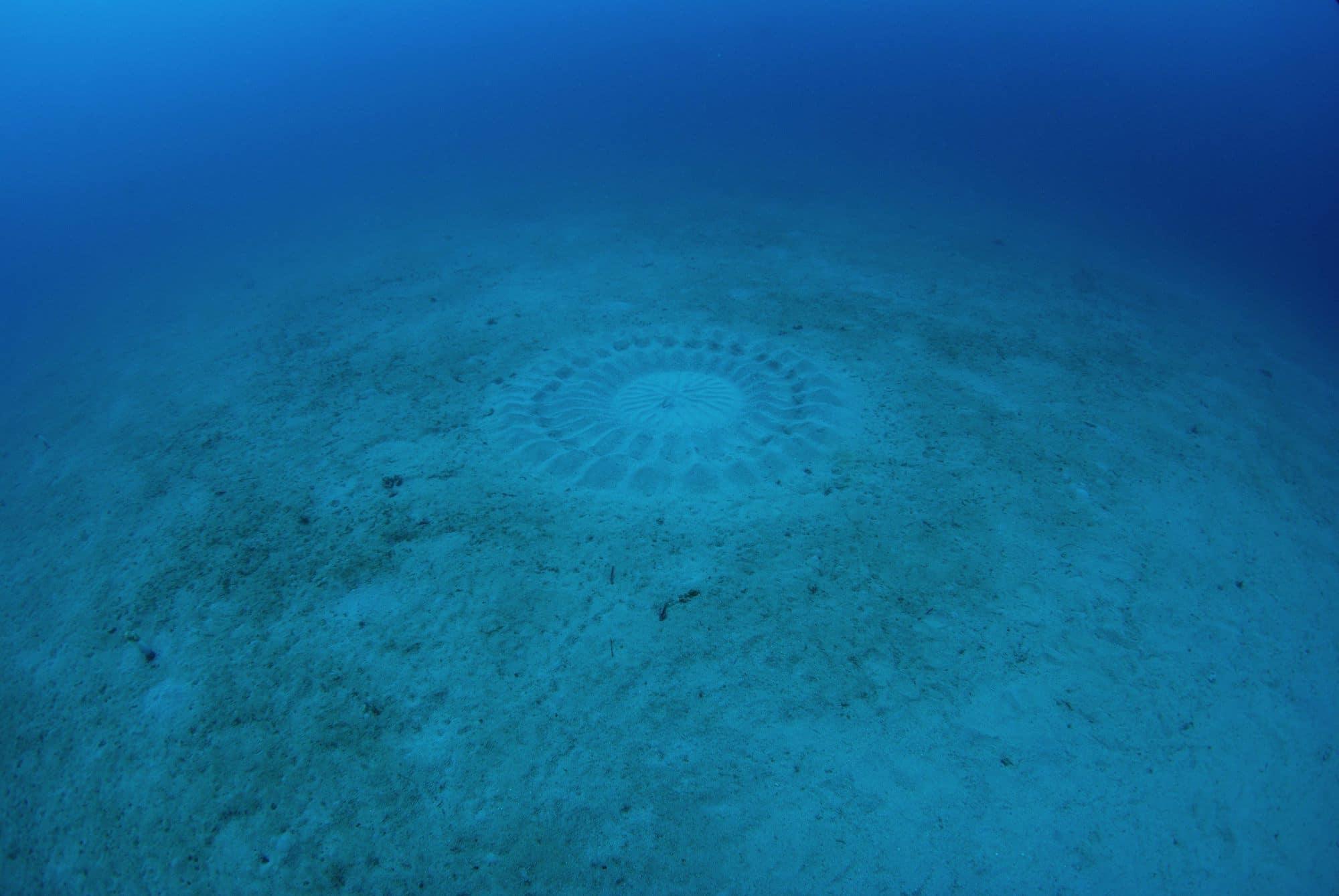 海底の産卵床。外側の土手、内側の波状の模様もきれいなことから、完成直後のものとわかる。アマミホシゾラフグのオスによるサークルづくりは、春から夏にかけての繁殖期間中を通して行われる © okata yoji/nature pro. /amanaimages