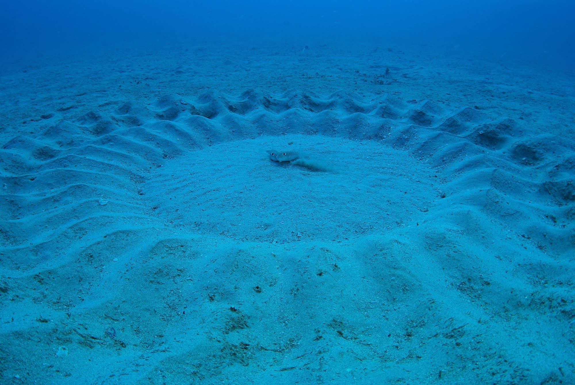 完成した産卵床。外側は二重の土手状構造で、内側は砂粒が小さく浅い波状模様がある。オスは、外側にある土手の真ん中あたりに着底し、ひれを使って砂を巻き上げ、細かい砂を内側に降り積もらせる。これによって、サークルの内側に細かな砂が集まる。また、内側部分の波状の模様は、その本数が24本～32本とサークルごとに異なるのも特徴 © okata yoji/nature pro. /amanaimages