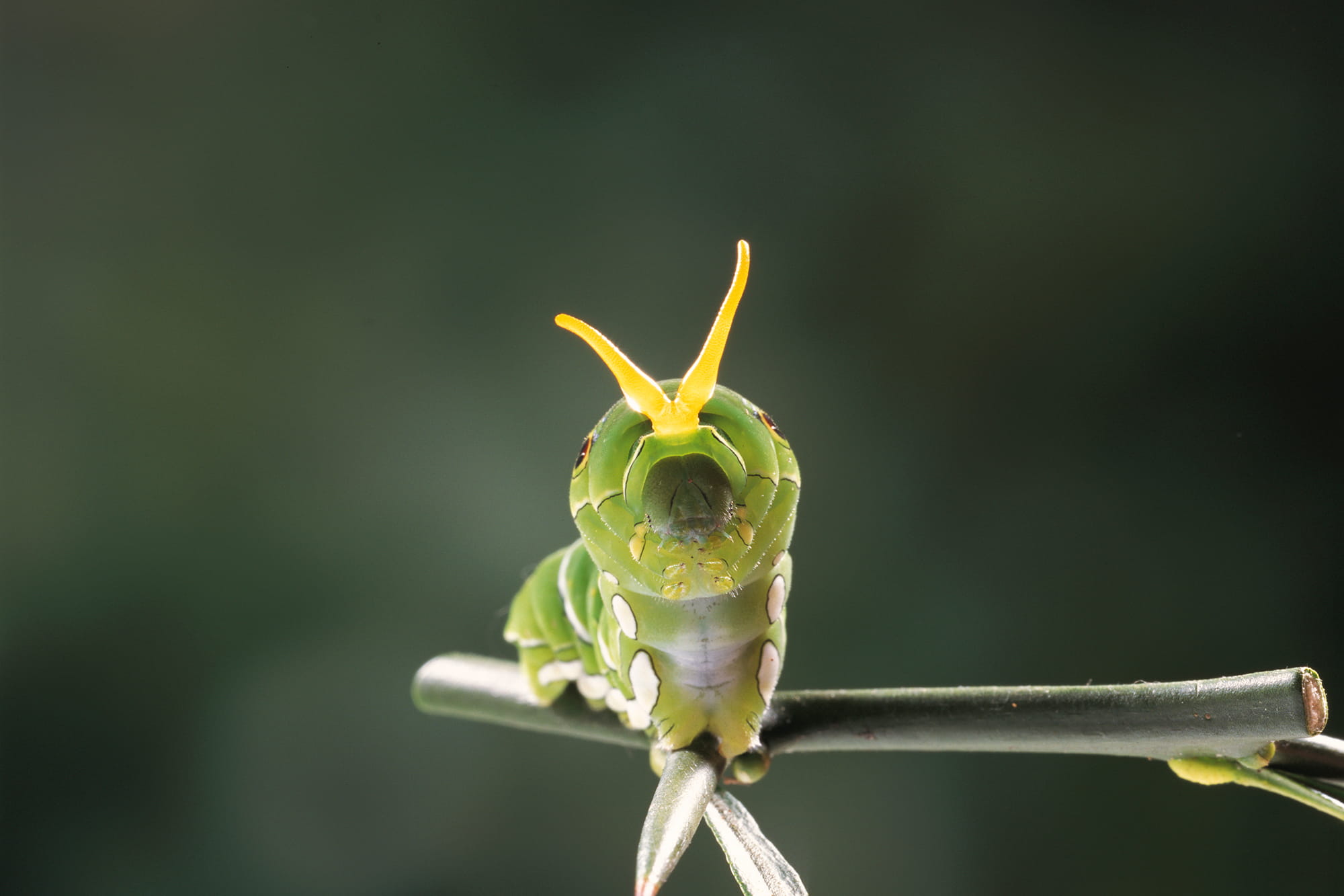 アゲハの終令幼虫。においを放つ黄色い角を出して威嚇（いかく）している © shinkai takashi/Nature Production /amanaimages