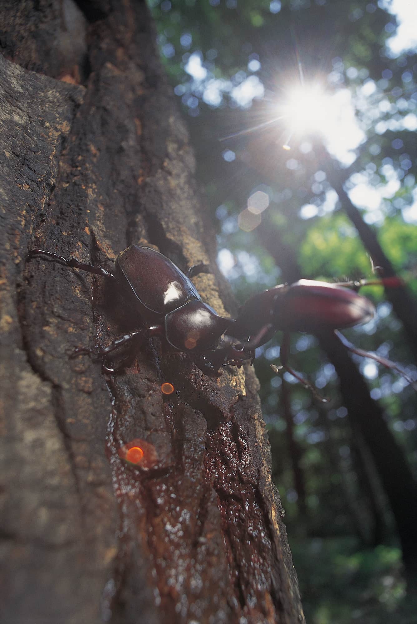 ©︎ MANABU/Nature Production /amanaimages