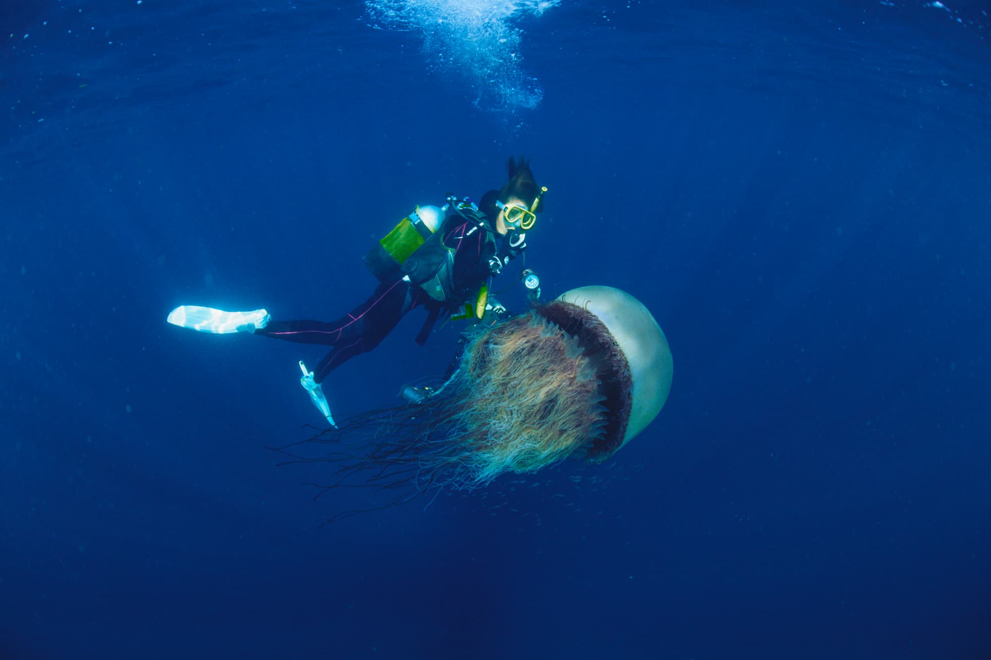 エチゼンクラゲ（Nemopilema nomurai）とダイバー。鉢虫類に属する。日本では日本海沿岸でよく見られる。黄海とその周辺で発生し、対馬海流に乗って成長しながら日本海を北上する。津軽海峡を越えて太平洋側で確認されることもある。写真は島根県隠岐の島の海で撮影されたもの。大きいものは傘径（傘の直径）2 m、体重は200 kgを超えるが、これもプランクトン © yoshino yusuke/Nature Production /amanaimages