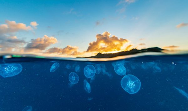 5億年の歴史をもつクラゲの神秘