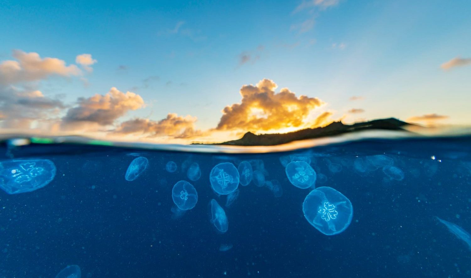 5億年の歴史をもつクラゲの神秘 アマナとひらく 自然 科学 のトビラ Nature Science