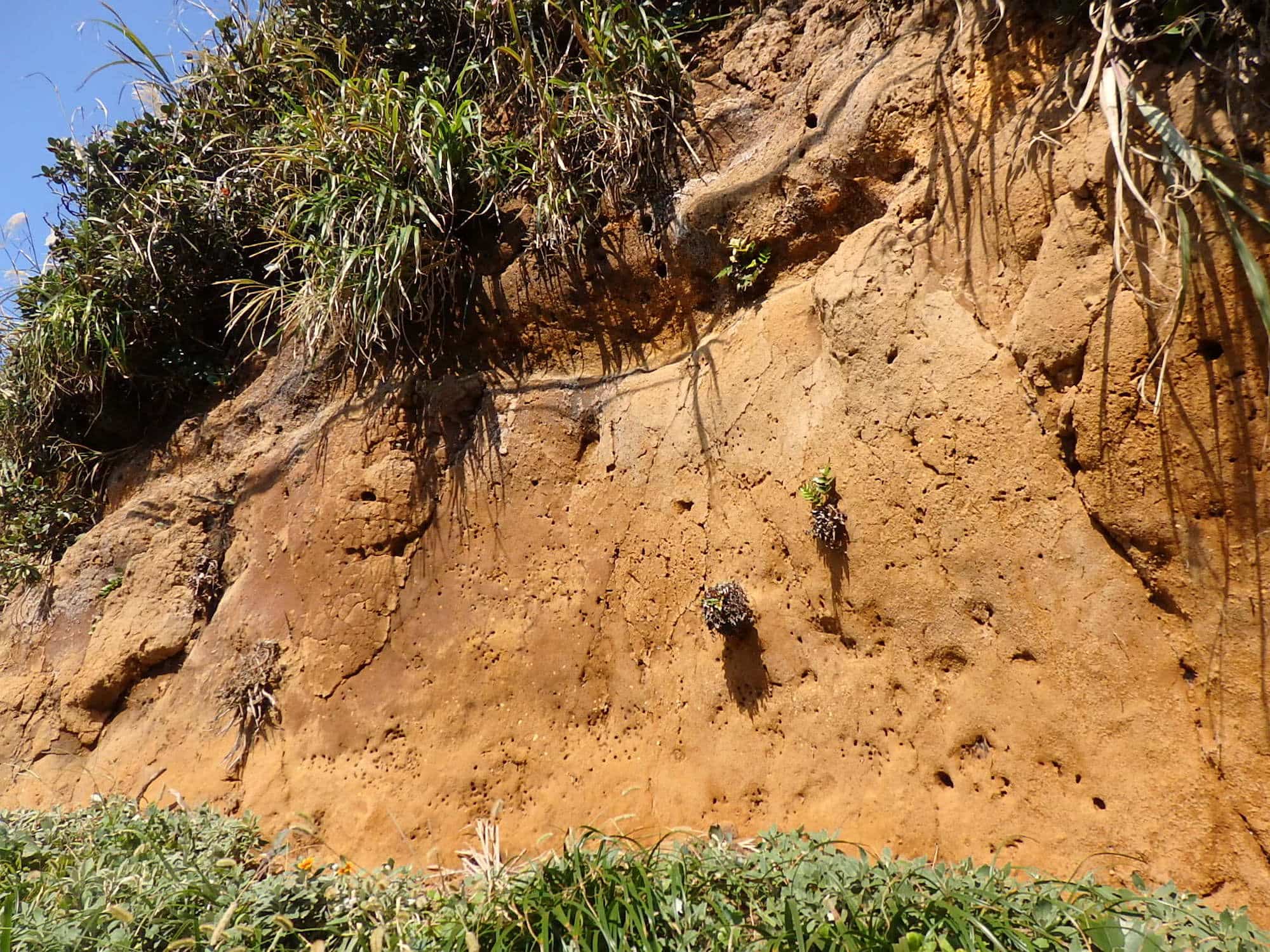 「山ふたつ」が見えるポイントから道を挟んで反対側に、関東ロームの赤土がむき出しになっている