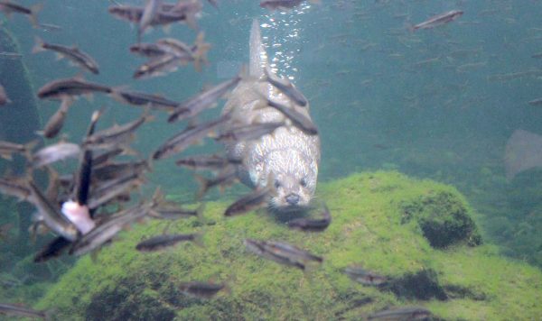 カワウソが遊ぶ自然に 思いをはせる水族館