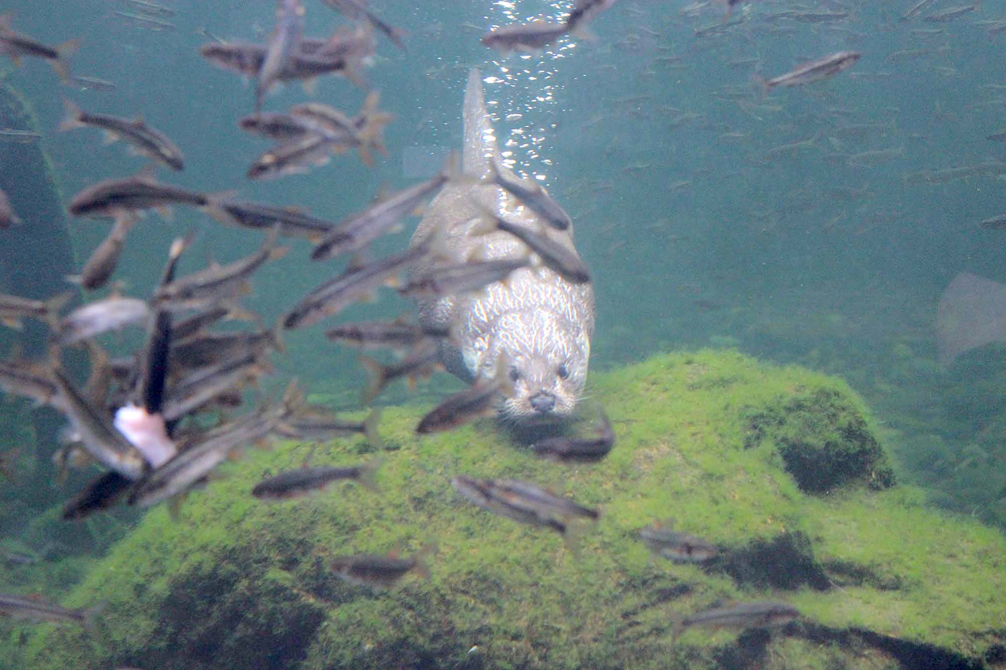 カワウソが遊ぶ自然に思いをはせる水族館 アクアマリンふくしまを訪ねて アマナとひらく 自然 科学 のトビラ Nature Science