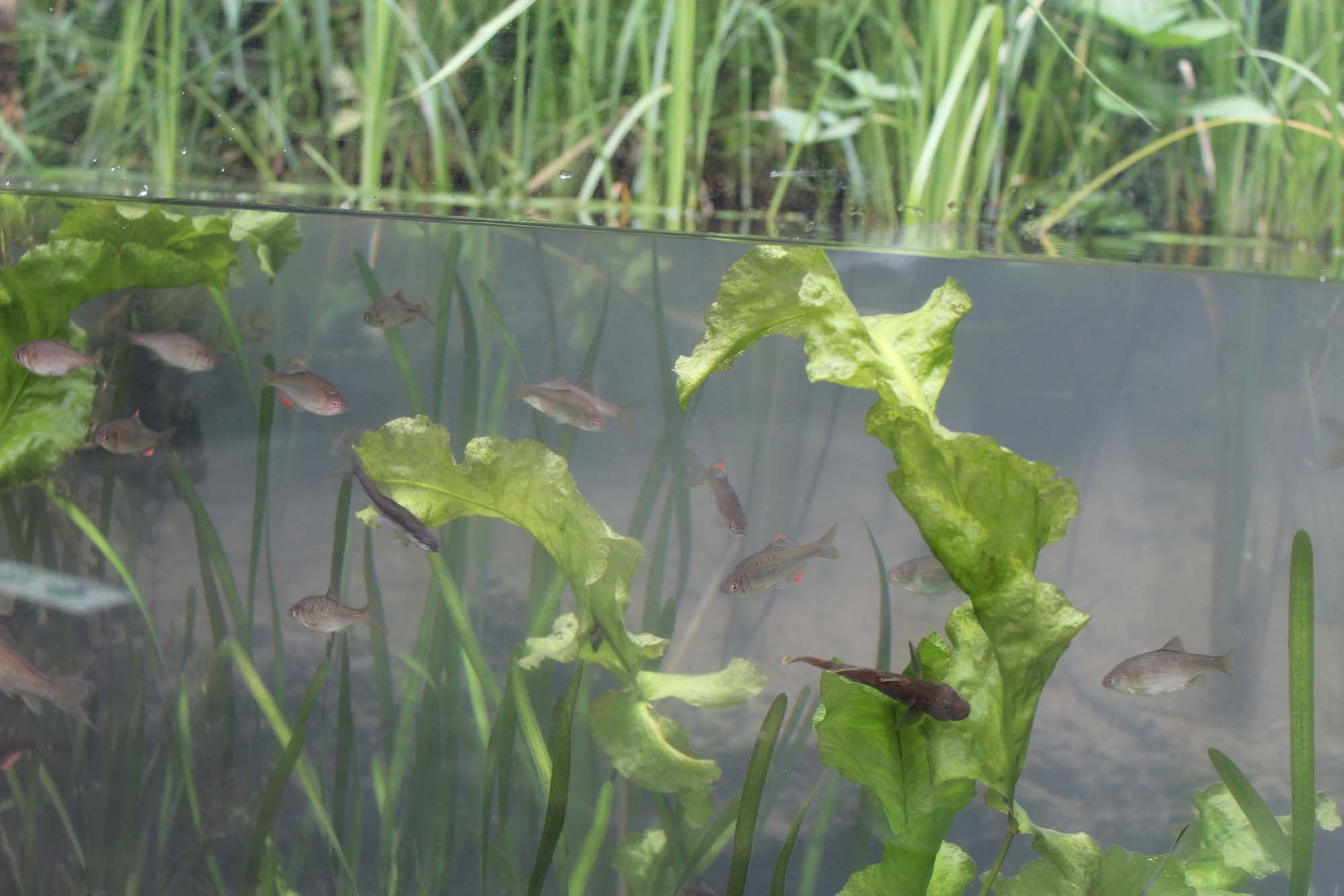 福島の湖沼（こしょう）の魚たち
