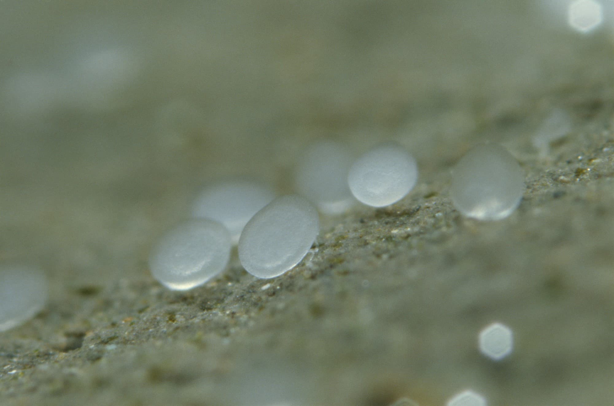 ミズクラゲのプラヌラ（pulanula）。プラヌラは刺胞動物に共通する幼生。大きさ0.2 mmほどの楕円形をしており、からだの表面に繊毛がある。繊毛を使ってしばらく水中を遊泳したのち、基盤に付着してポリプに変態する © otsuka takao/nature pro./amanaimages