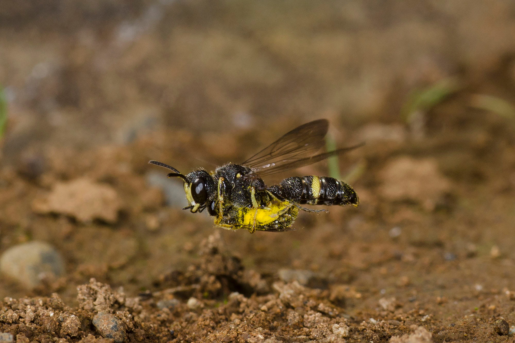 コハナバチを狩って帰巣したナミツチスガリ  © fujimaru atsuo/nature pro./amanaimages
