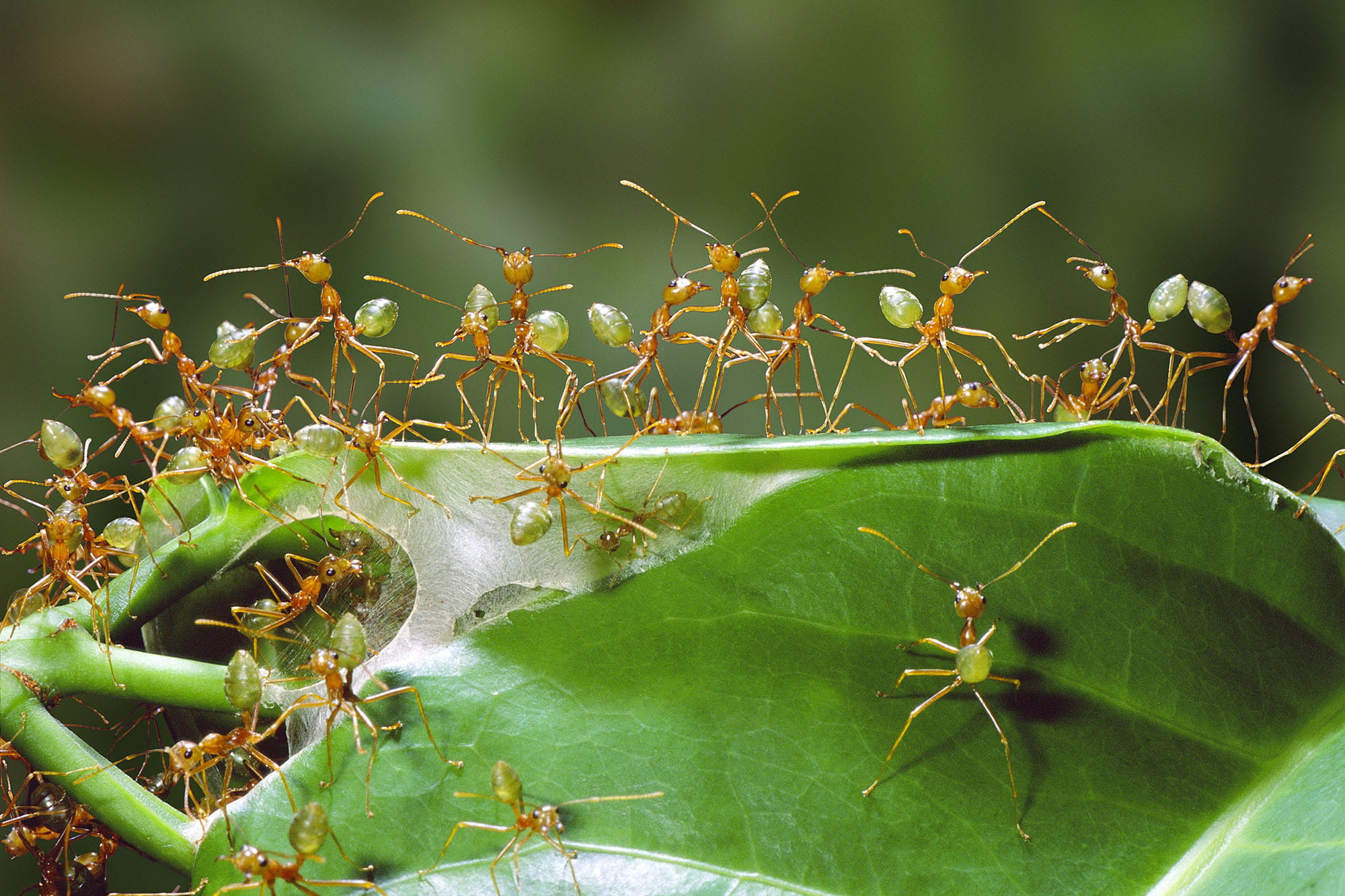 葉を紡いで巣をつくるツムギアリ。働きアリがアゴや脚をつかって葉を丸めて組み合わせ、幼虫が出す糸で固定する © NPL/amanaimages
