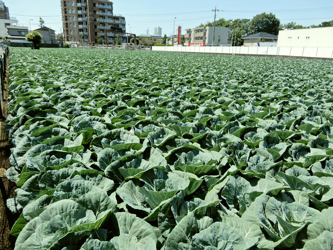 練馬のキャベツ畑 （写真提供：大竹道茂さん）