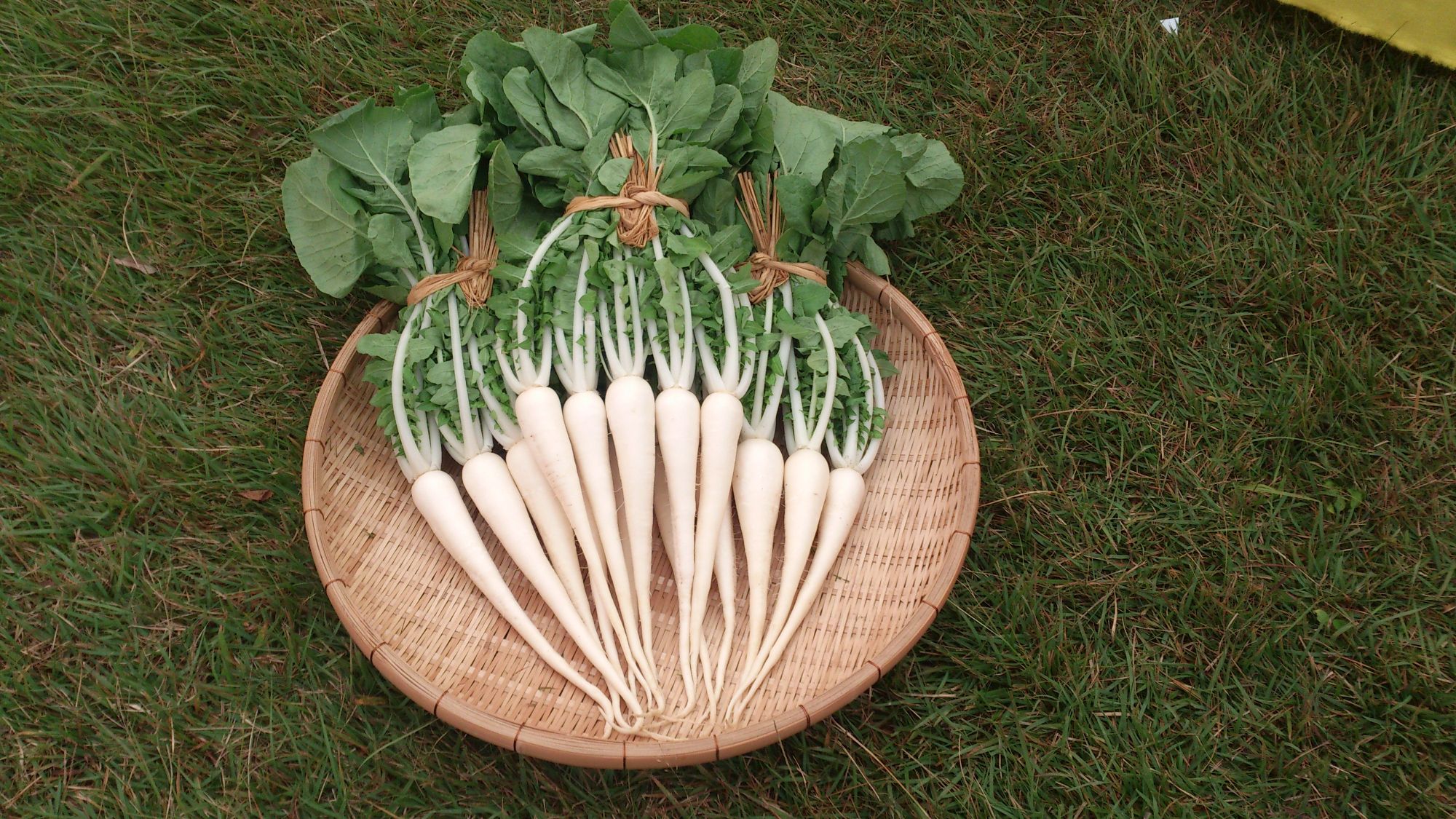 茎まで真っ白な亀戸大根は、日本中探しても亀戸だけだという。丸く亀の形になるように縛り上げている （写真提供：大竹道茂さん）