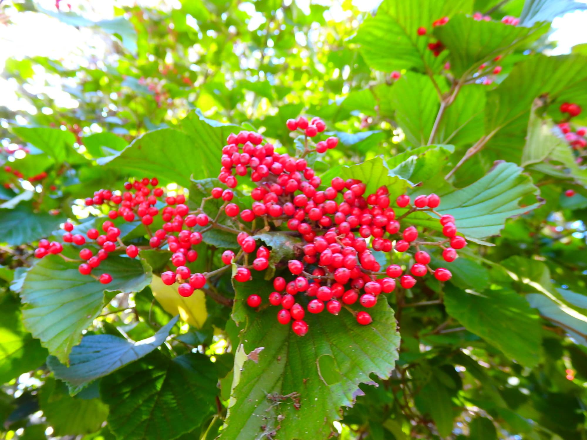 つやつや光るガマズミの実
