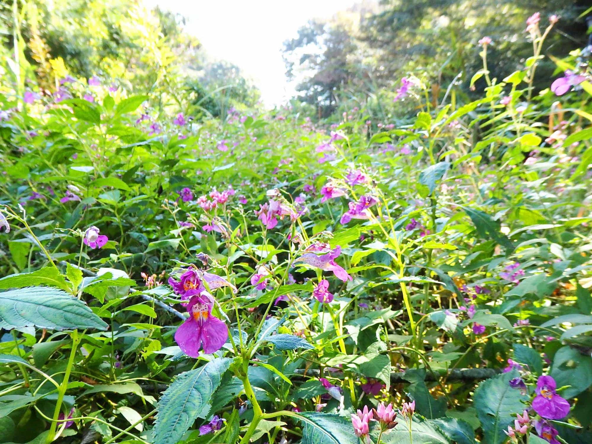 ツリフネソウやオオミゾソバが咲き乱れる、秋の湿地のお花畑