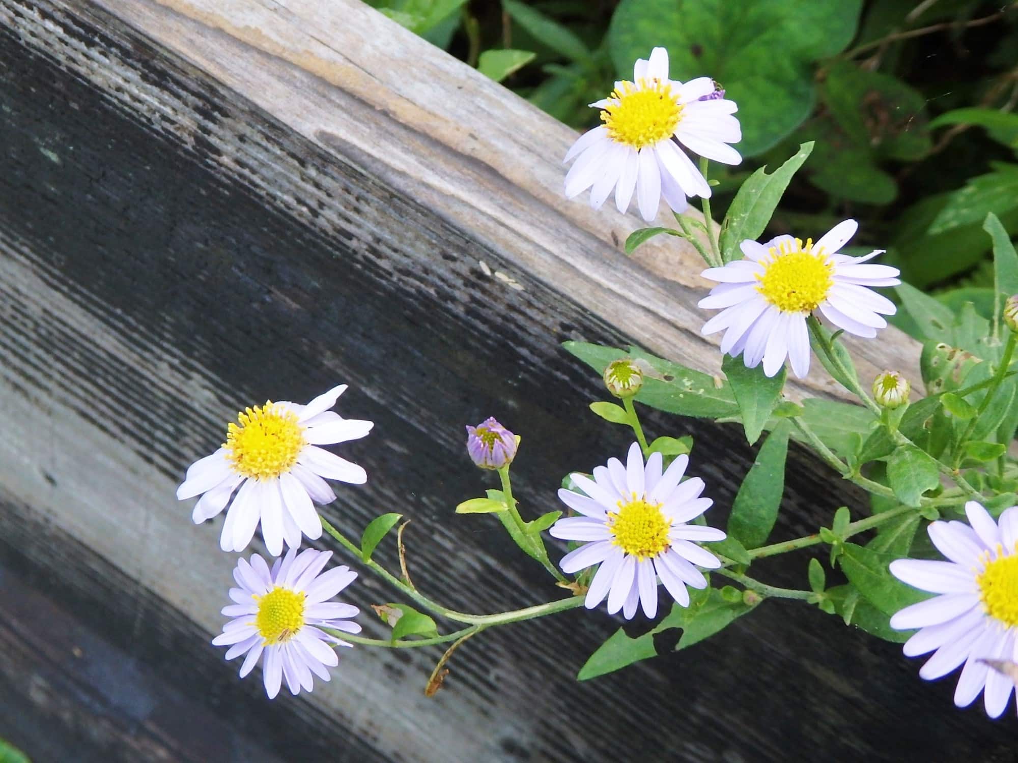 ヨメナ。秋、農道の道端に咲く野菊の仲間。はんなり趣ある色合いの里山の野の花