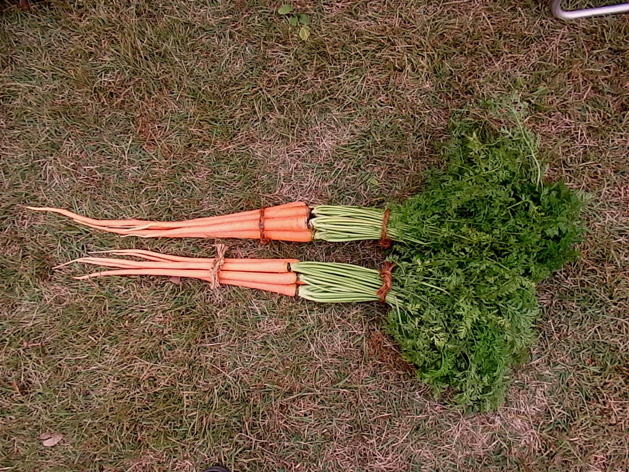 「滝野川ニンジン」も長い （写真提供：大竹道茂さん）