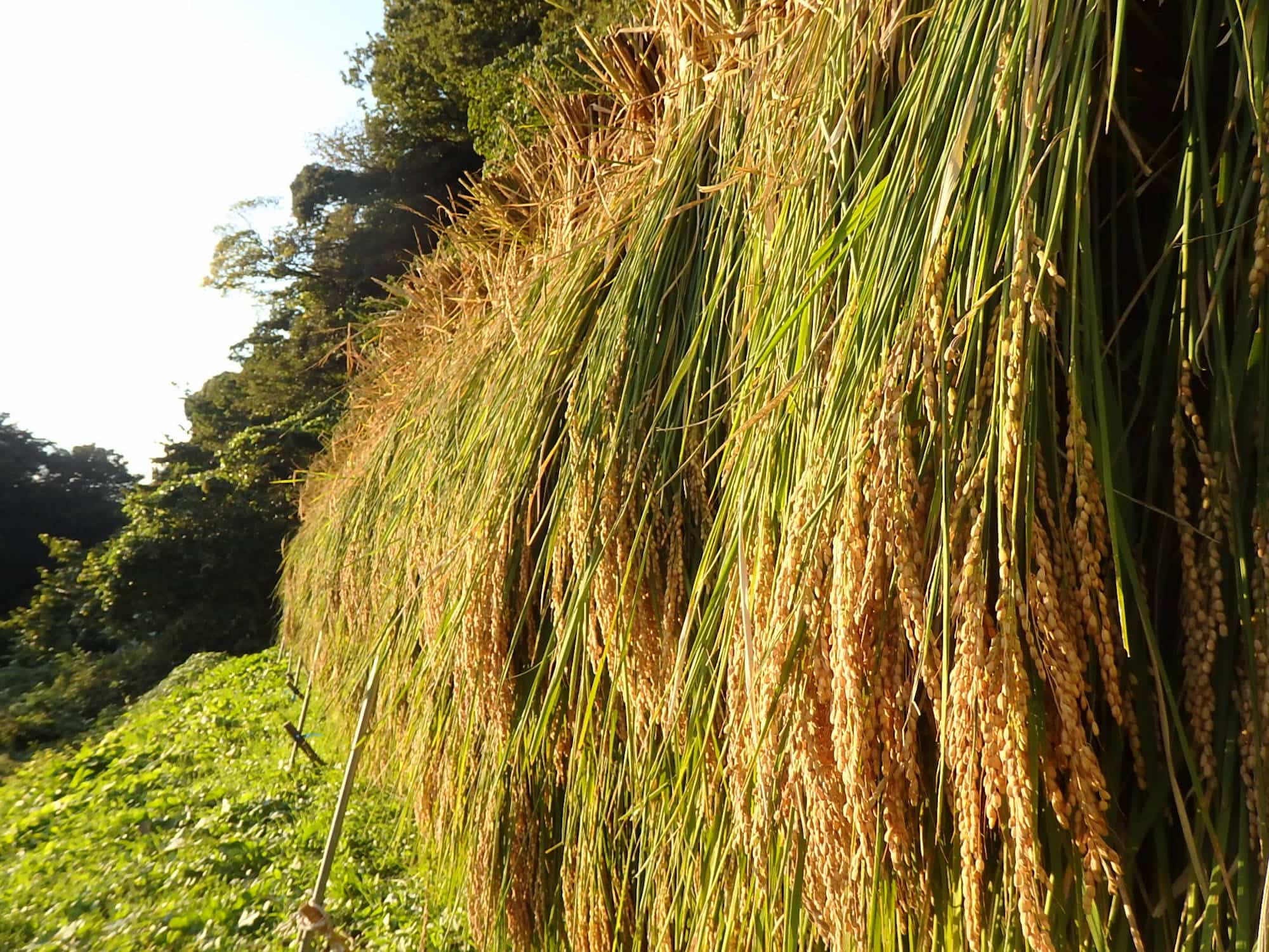 稲穂をかけて干す「はさがけ」風景。毎日食べるお米がこうして稲の命をいただいてつくられていることを、あらためて実感できる光景