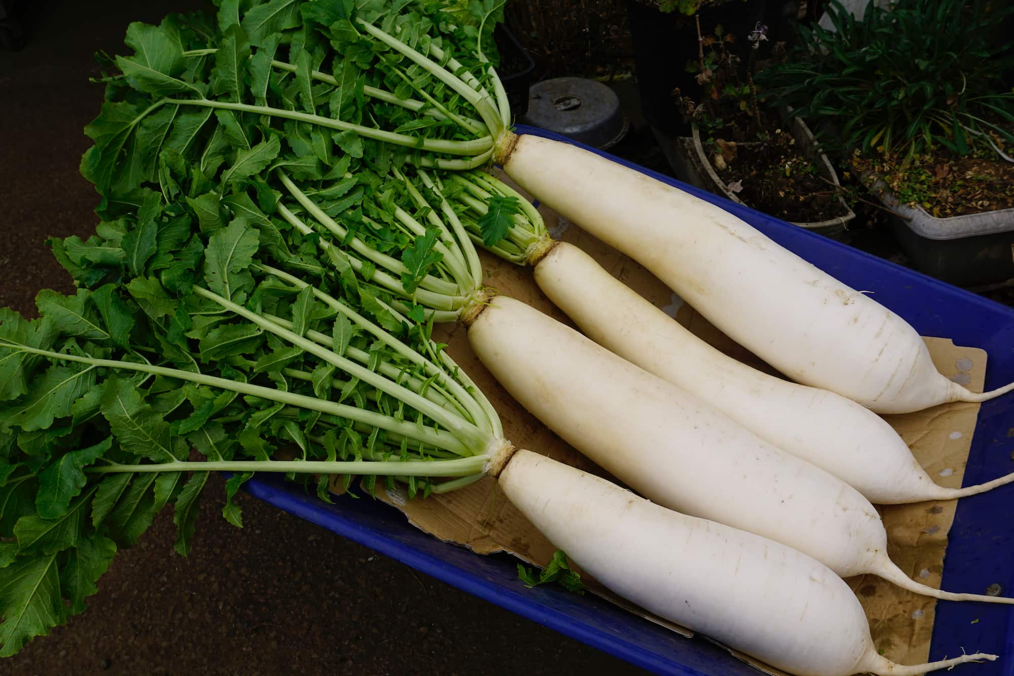 神奈川県三浦半島特産の三浦大根 ©︎ JUNICHI_SASAKI /amanaimages
