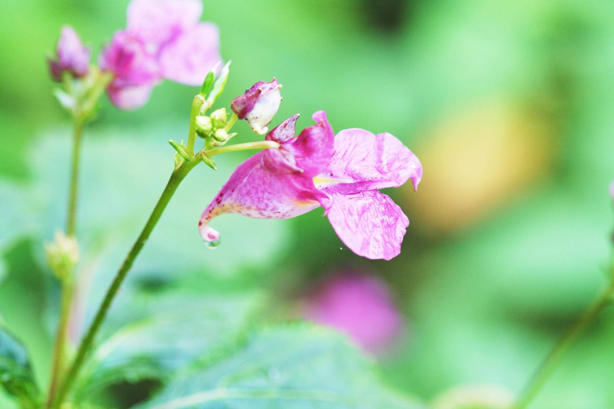 ツリフネソウの花。吊るされた帆掛け船のような形