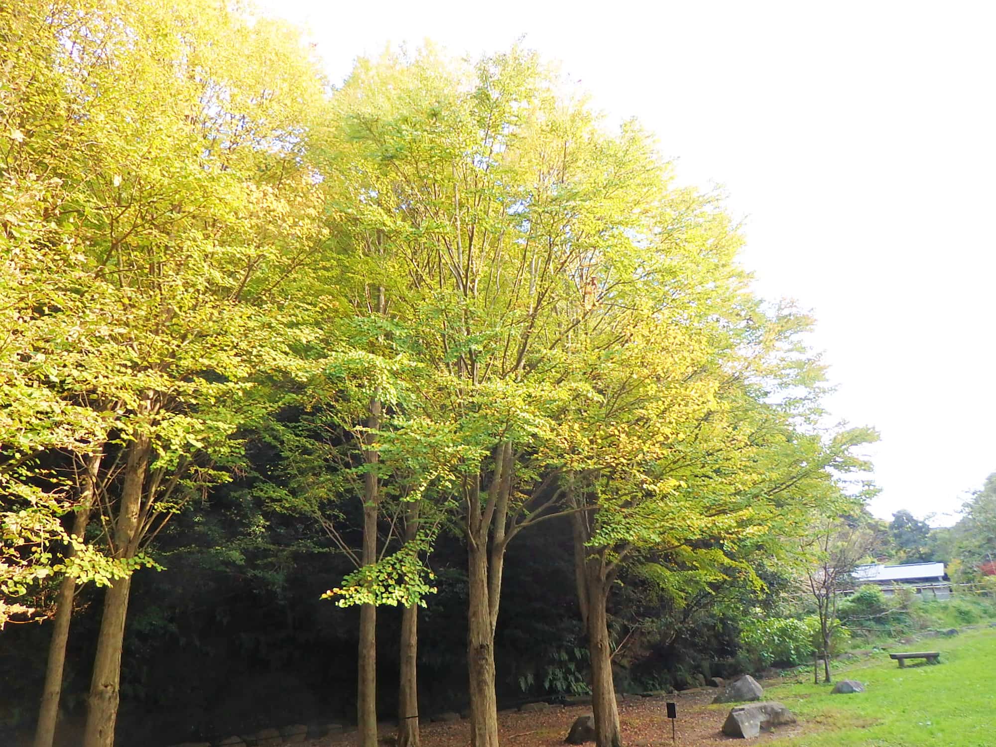 鎌倉彫の原料となる材が採れるカツラの木。秋に色づいた葉から、甘く香ばしい香りが漂う。鎌倉には自生はしておらず、鎌倉ゆかりの木として植えられている