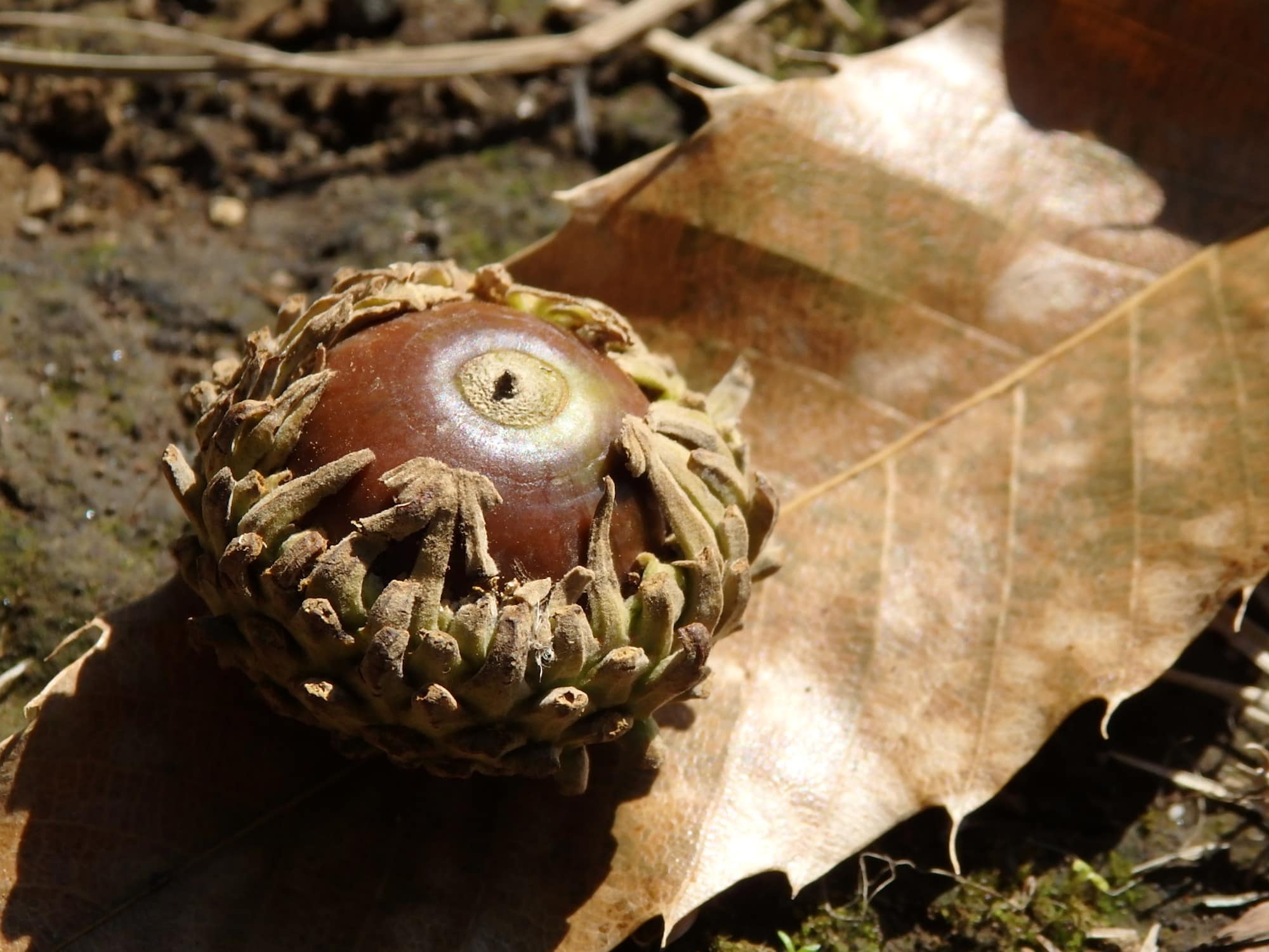 まん丸い形が特徴の、クヌギのどんぐり。落ち葉はたい肥に利用される