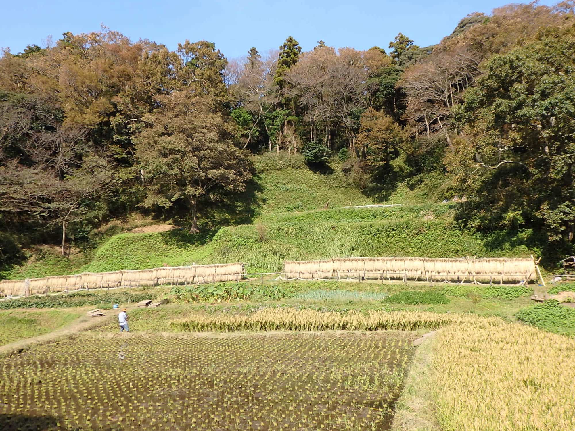 昔ながらの方法で耕作される谷戸田。奥に「はさがけ」された稲穂の列が見える