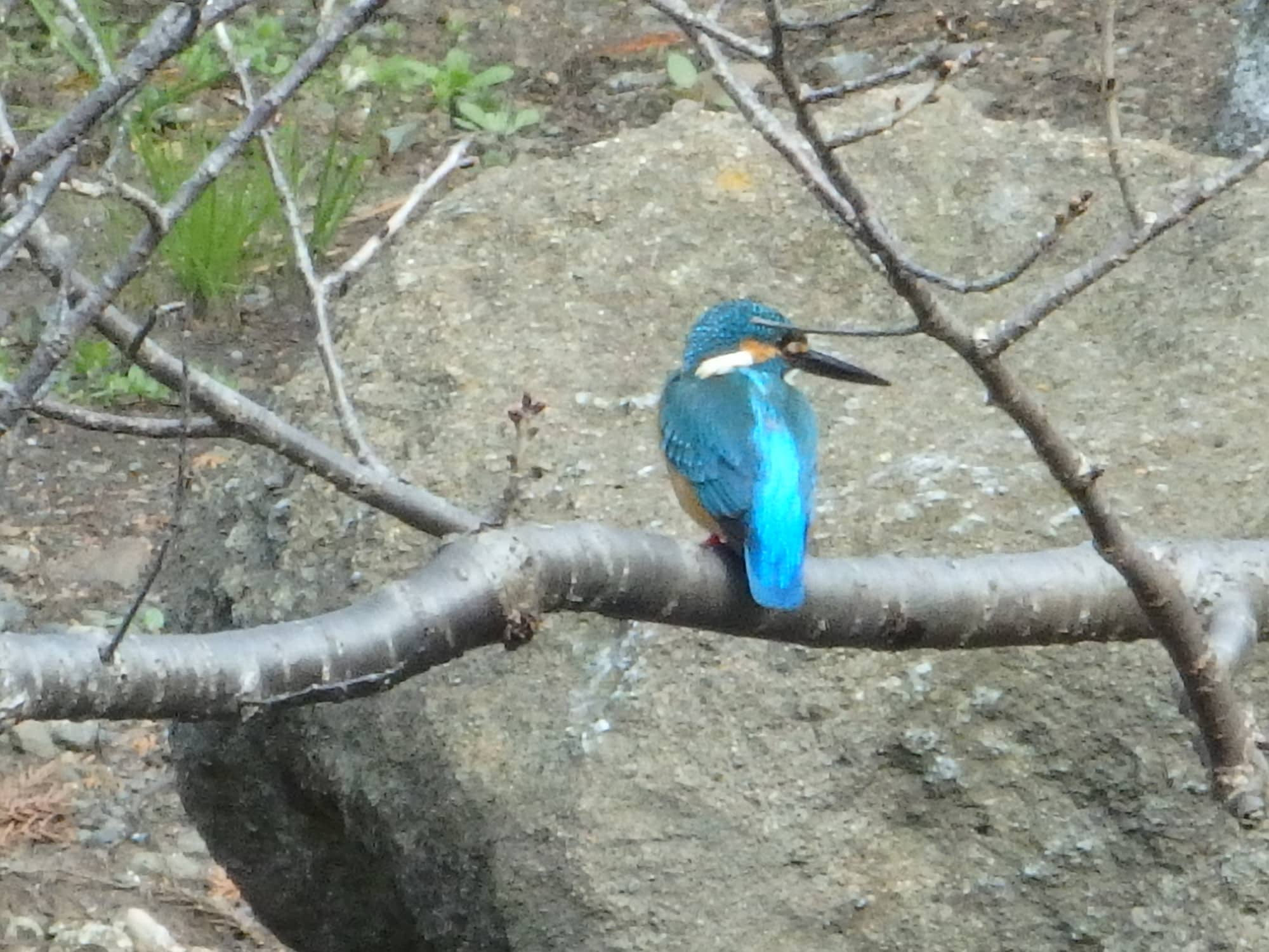 青い鳥、カワセミ。チーッと高く澄んだ声で鳴きながら池のそばを飛び、魚を捉えて食べる姿が見られることも