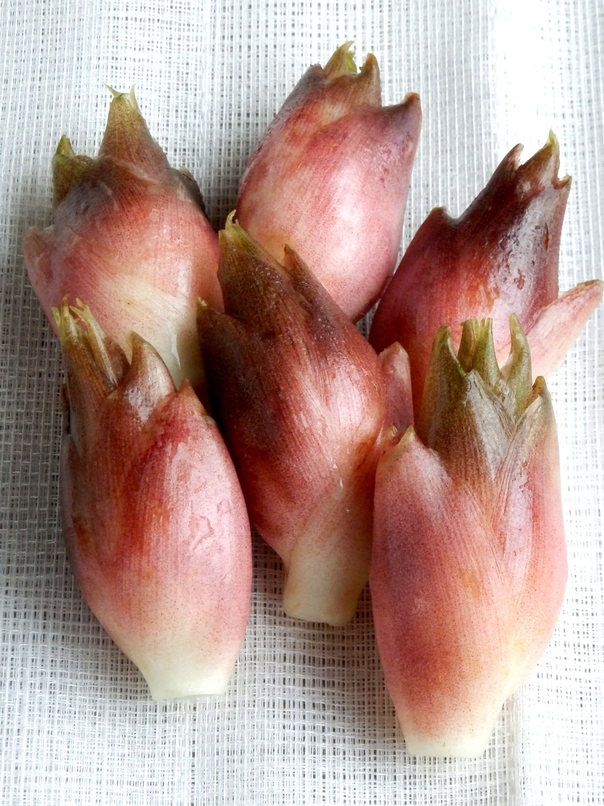 早稲田みょうが （写真提供：大竹道茂さん）