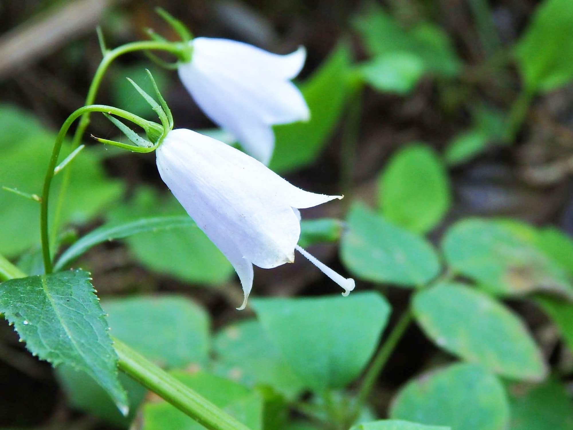 定期的に草刈りされる斜面に可憐に咲くツリガネニンジン