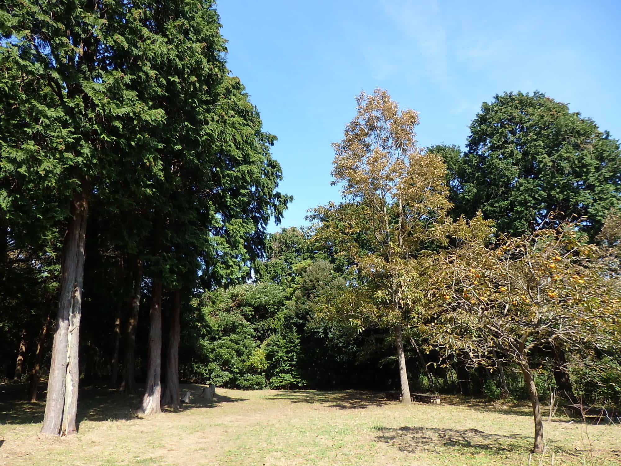 小高い丘の上に広がる疎林広場