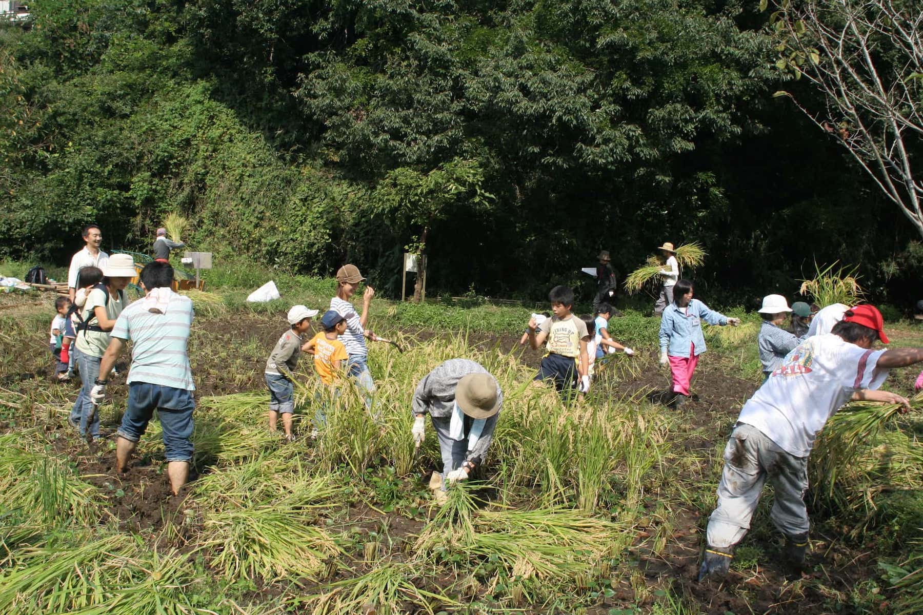 認定NPO法人「鎌倉広町の森市民の会」の皆さんなどがボランティアで、田んぼや畑、山の手入れに楽しみながら取り組んでいる