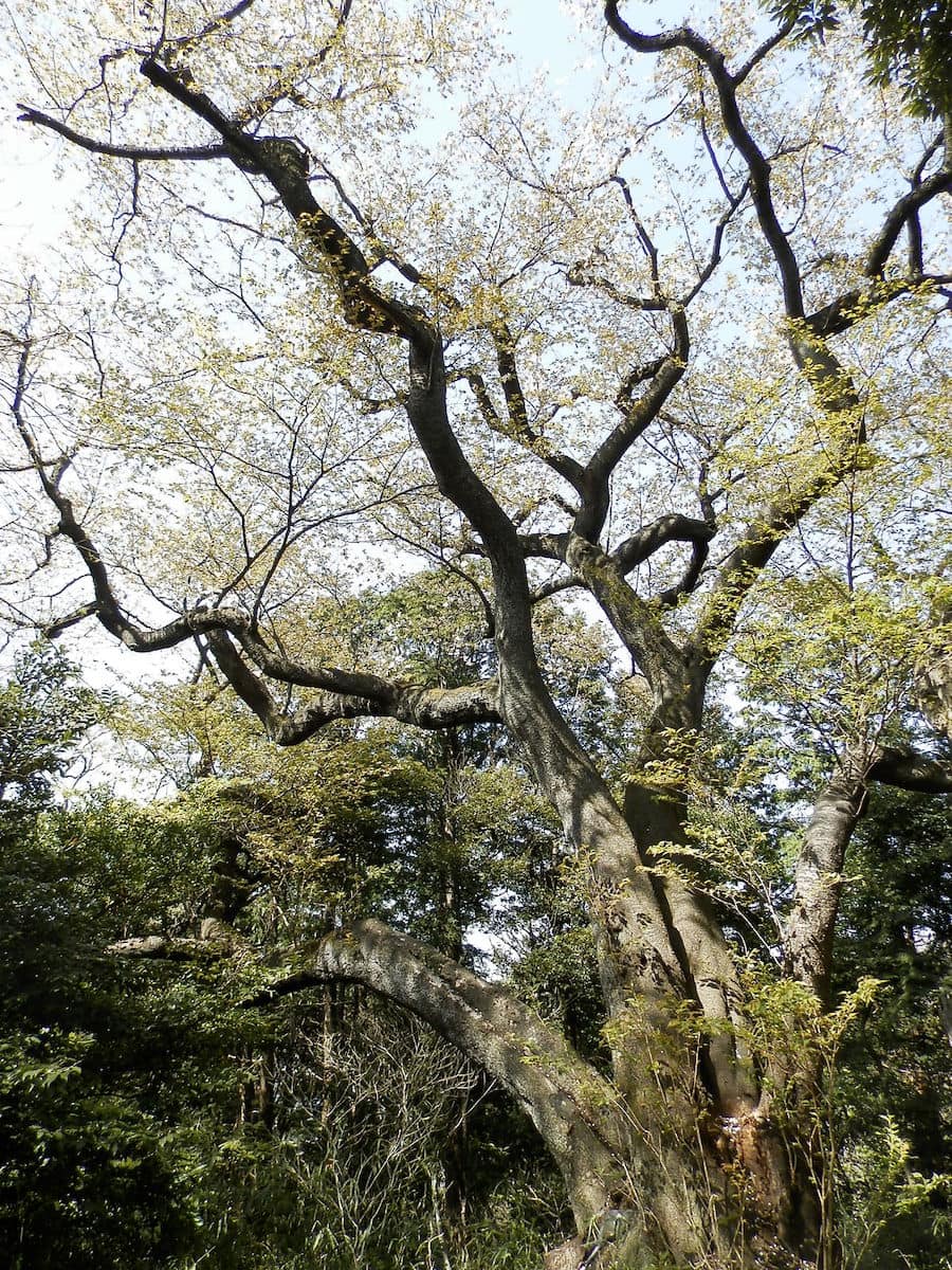 推定樹齢約200年のサクラの古木「大桜」。稚児桜ともいわれ、江の島弁才天と恋に落ちた五頭龍ゆかりの伝説が伝わっている