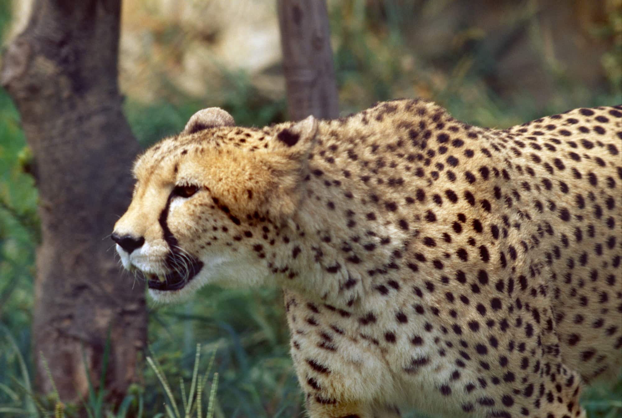 チーター　ネコ目ネコ科 アフリカから南アジアのサバンナや砂漠に生息するネコの仲間。ガゼルなど小型のウシの仲間を捕食する。狩りの成功率は高いが、ライオンやハイエナなど他の肉食動物に獲物を盗られてしまうことも多い ©︎ GYRO PHOTOGRAPHY/a.collectionRF /amanaimages