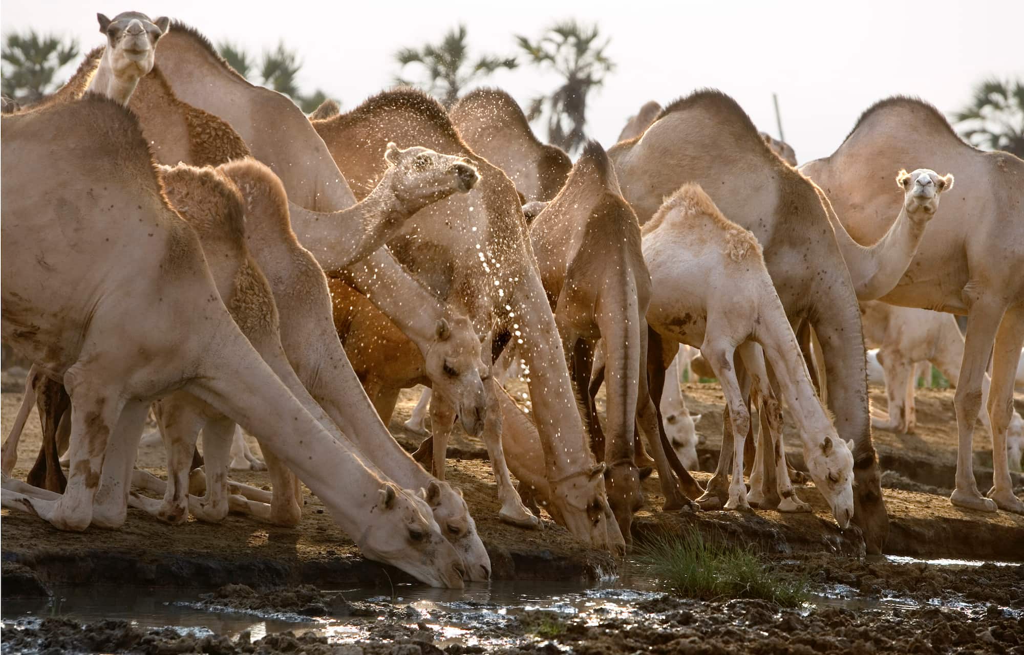 ヒトコブラクダの体重は450 kg～650 kg程度。一度に体重の20 %以上の水を飲めるのは、特殊能力といえる ©︎ Steve Bloom/SteveBloom /amanaimages