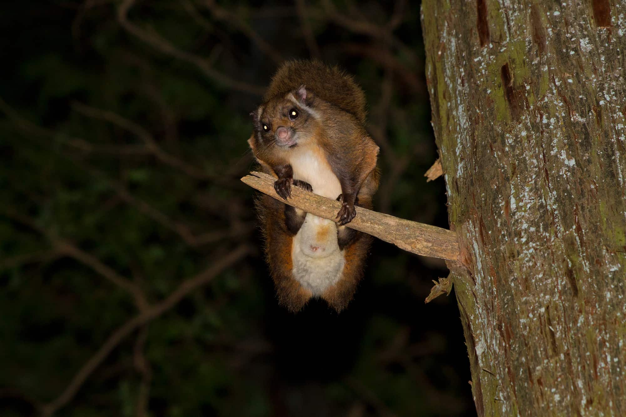 木の枝から、数10 m離れた隣の木へ滑空する ©︎ MITSUHARU YOSHIMI/SEBUN PHOTO /amanaimages