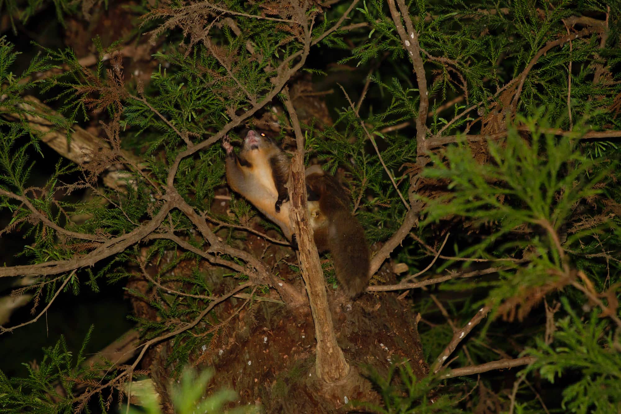 脇に皮膜があるのがわかる。長い尻尾はかじ取りの役目を果たす ©︎ MITSUHARU YOSHIMI/SEBUN PHOTO /amanaimages