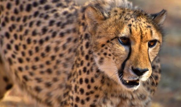 動物の驚くべき 身体能力にせまる！