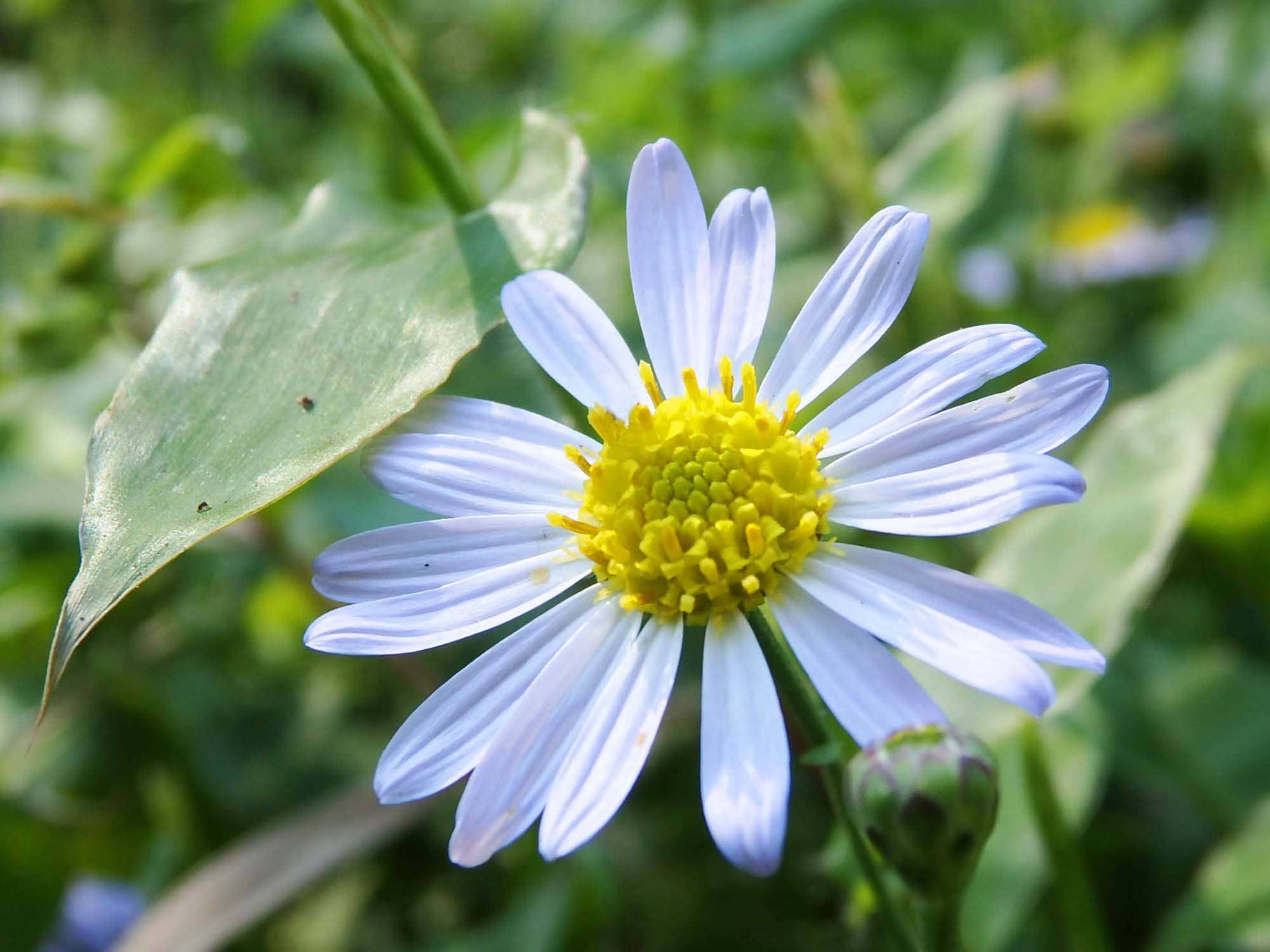 ヨメナ。農道の脇などに見られる、秋を彩る可憐な野菊の仲間