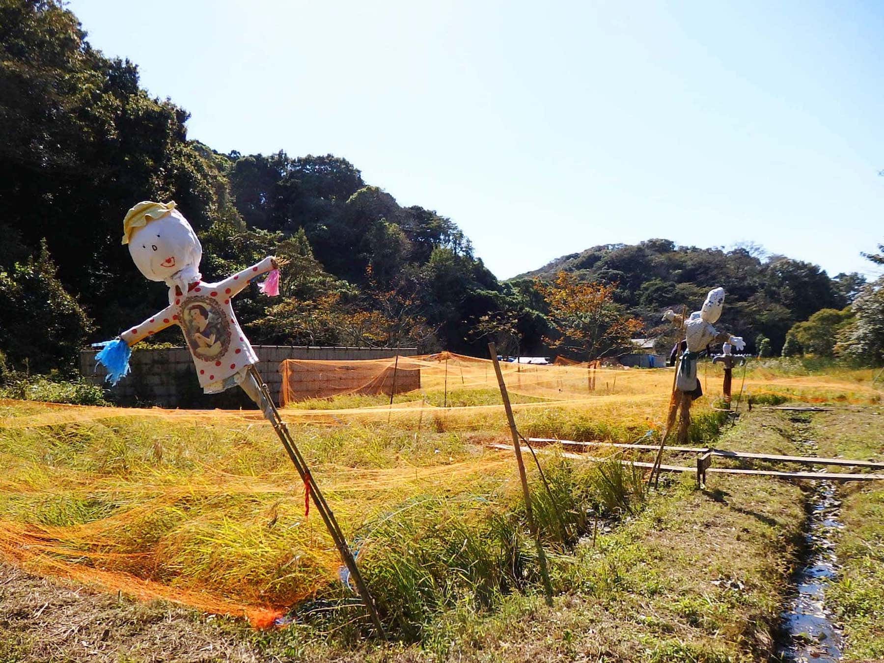 たわわに稲穂が実る秋の谷戸田。市民ボランティアの皆さんが、昔ながらの方法で耕作している