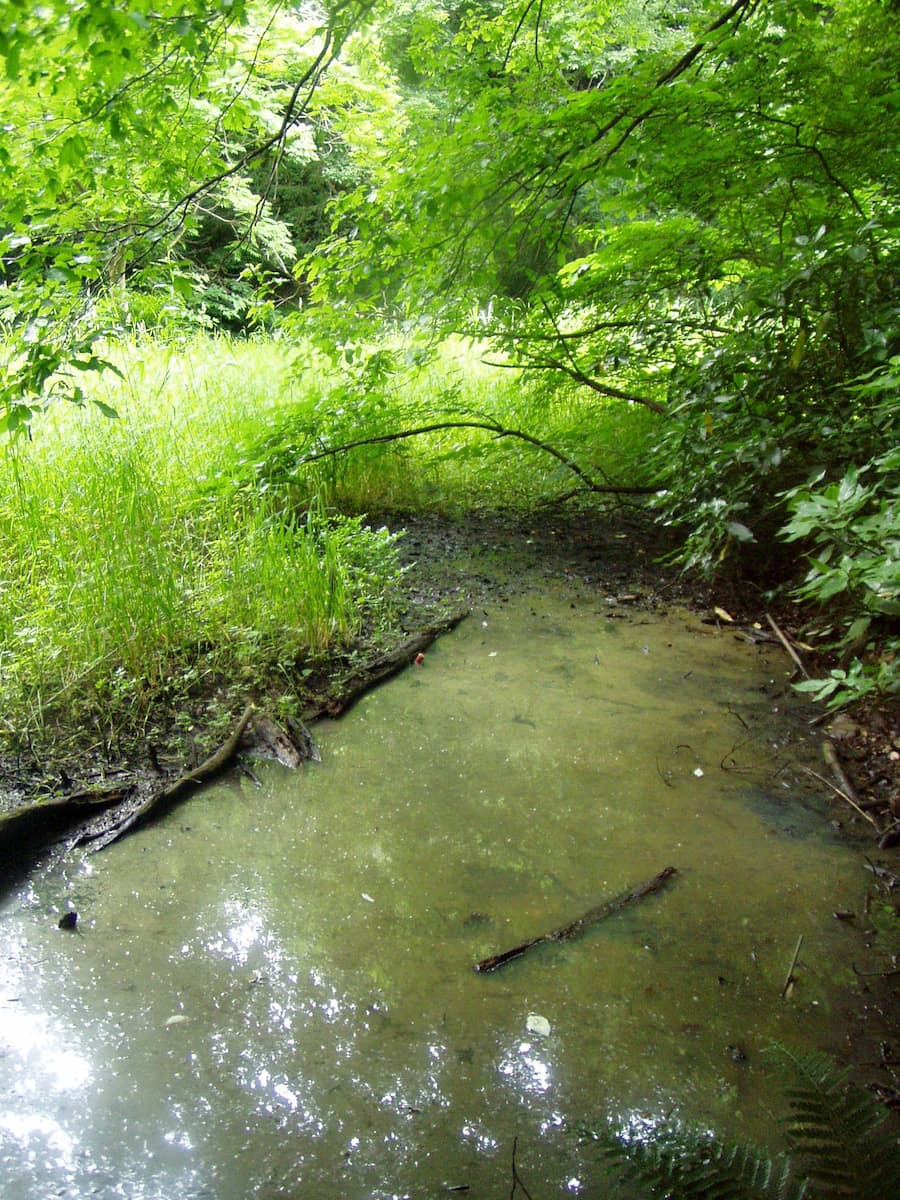 早春にはアズマヒキガエルが産卵する池。カエルが行き来できる水辺と陸地とのなだらかなエコトーン（移行帯：陸域と水域の境界になる水際の環境など）や水深……モニタリング調査をしながら、生きものにとってよい状態の環境が、市民ボランティアの力で保全されている