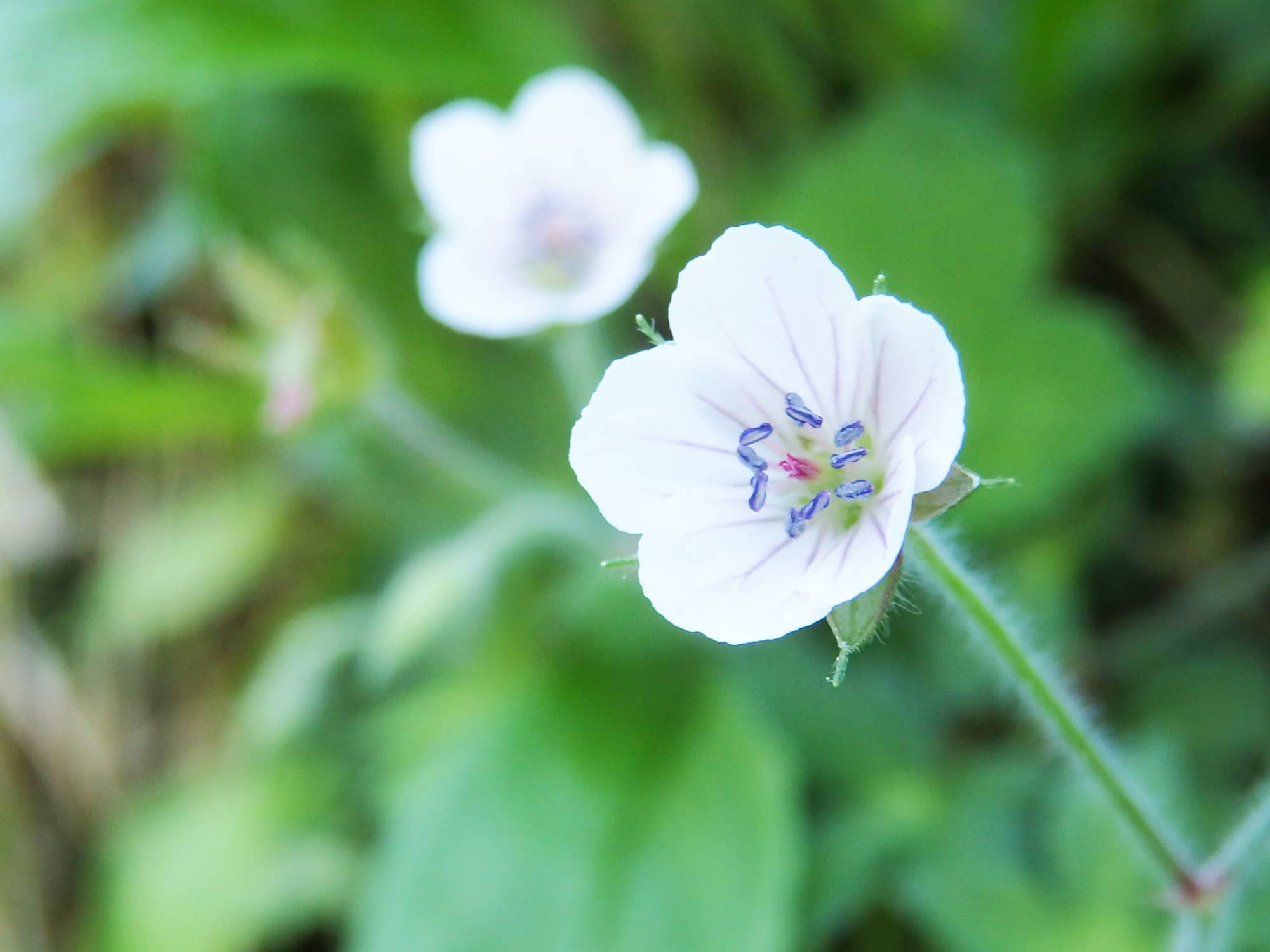 野の道端に花開くゲンノショウコ。胃腸病などに効能がある薬草として知られ、煎じて飲むとその効果がすぐ現れることから「現の証拠」を意味する名がついた。花言葉は「心の強さ」